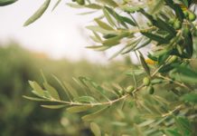 Olive Trees And Olive Oil History Plus 2 Delicious Recipes Olive Tree