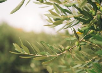 Olive Trees And Olive Oil History Plus 2 Delicious Recipes Olive Tree