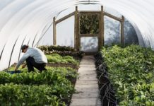 Polytunnel Technology And Cost-Efficient Production Polytunnel
