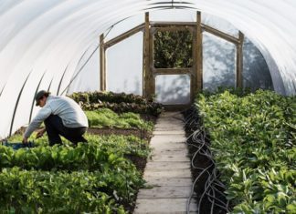 Polytunnel Technology And Cost-Efficient Production Polytunnel