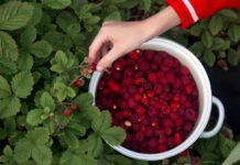 Raspberry Picking Tips Plus 2 Delicious Recipes Raspberry Picking