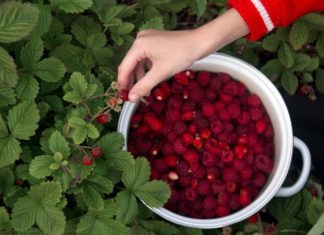 Raspberry Picking Tips Plus 2 Delicious Recipes Raspberry Picking