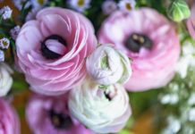 3 Most Important Tips On Ranunculus Care Ranunculus