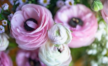 3 Most Important Tips On Ranunculus Care Ranunculus