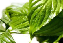 Spathiphyllum Wallisii (peace lily) Care Information Spathiphyllum wallisei