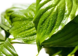 Spathiphyllum Wallisii (peace lily) Care Information Spathiphyllum wallisei