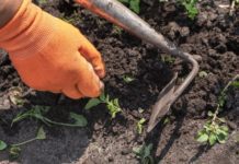 Weeding is Very Important To Gardens and Gardeners Benefit From The Ativity Weeding