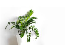 Zamioculcas Zamiifolia Information And Tips For Growing Zamioculcas Zamiifolia