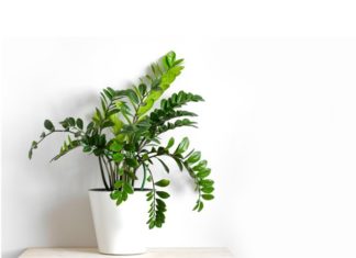 Zamioculcas Zamiifolia Information And Tips For Growing Zamioculcas Zamiifolia