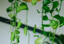 Devil’s Ivy is 1 Easy To Care Indoor Plant devil's ivy