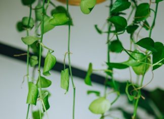 Devil’s Ivy is 1 Easy To Care Indoor Plant devil's ivy