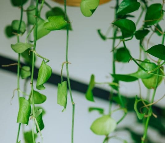 Devil’s Ivy is 1 Easy To Care Indoor Plant devil's ivy