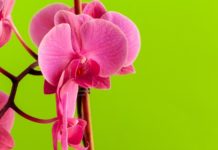 Phalaenopsis Is 1 Orchid Genus Easier To Grow Than Others phalaenopsis