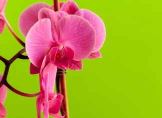 Phalaenopsis Is 1 Orchid Genus Easier To Grow Than Others phalaenopsis
