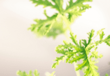 Citronella Plant: 1 Effective Mosquito Repellent Or Is it? Citronella Plant