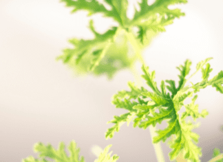 Citronella Plant: 1 Effective Mosquito Repellent Or Is it? Citronella Plant