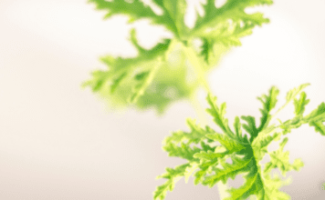 Citronella Plant: 1 Effective Mosquito Repellent Or Is it? Citronella Plant