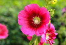 9 Easy Steps To Grow Hollyhocks Hollyhocks