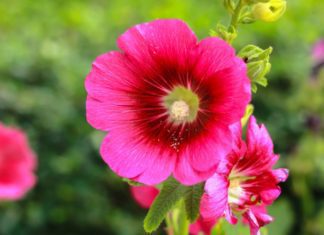 9 Easy Steps To Grow Hollyhocks Hollyhocks