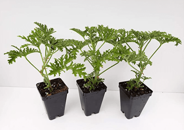 Live Citronella Starter Plants
