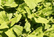 4 Surefire Gifts In Calming Sage Green Color Design Sage Green