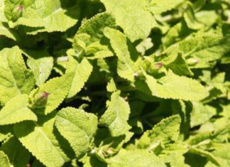 4 Surefire Gifts In Calming Sage Green Color Design Sage Green