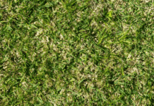 St Augustine Grass Handling With 12 Important Monthly Tips St Augustine grass