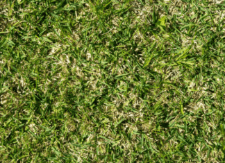 St Augustine Grass Handling With 12 Important Monthly Tips St Augustine grass