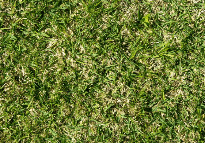 St Augustine grass