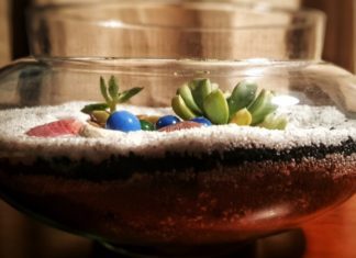 Terrarium Is A 1 Vibrant Little Indoor Garden In A Glass Jar Terrarium