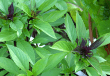 Thai Basil Kicks In Some Wild Flavor To Your Kitchen, Garden Thai Bazil
