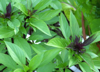 Thai Basil Kicks In Some Wild Flavor To Your Kitchen, Garden Thai Bazil