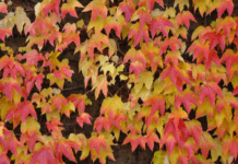 Virginia Creeper is 1 Important Part Of Our Landscape Virginia Creeper