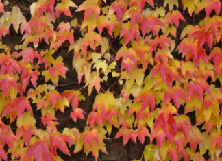 Virginia Creeper is 1 Important Part Of Our Landscape Virginia Creeper