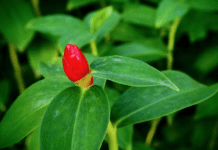 Wild Ginger Information And 1 Easy Growing Tip Wild Ginger