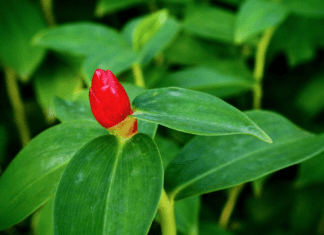 Wild Ginger Information And 1 Easy Growing Tip Wild Ginger