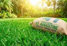Best Fertilizer for St. Augustine Grass & Monthly Care Calendar (2026) A lush, dark green St. Augustine lawn with a bag of premium fertilizer in the foreground.