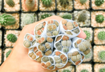 Lithops 3 Golden Rules Of Cultivating Lithops