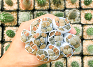 Lithops 3 Golden Rules Of Cultivating Lithops
