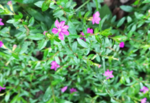 Mexican Heather: 1 Amazing Charm You Must Check Mexican Heather