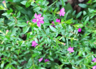 Mexican Heather: 1 Amazing Charm You Must Check Mexican Heather