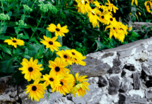 Yellow Daisies: 9 Dazzling Daisy Varieties For Your Garden Yellow Daisies