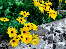 Yellow Daisies: 9 Dazzling Daisy Varieties For Your Garden Yellow Daisies