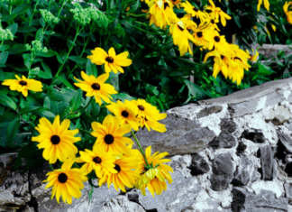 Yellow Daisies: 9 Dazzling Daisy Varieties For Your Garden Yellow Daisies