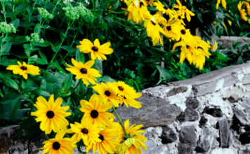 Yellow Daisies: 9 Dazzling Daisy Varieties For Your Garden Yellow Daisies