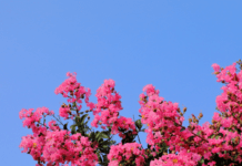 Crepe Myrtle Pruning And 1 Winter Care Essential Tips crepe myrtle