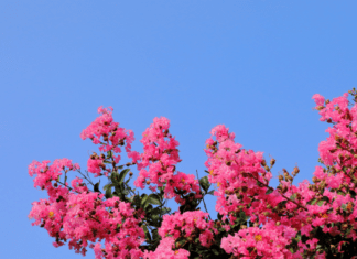 Crepe Myrtle Pruning And 1 Winter Care Essential Tips crepe myrtle