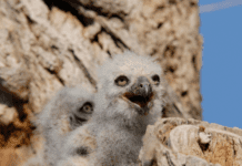 Baby Owl – What To Do If You Come Across A Baby Owlet Baby Owl