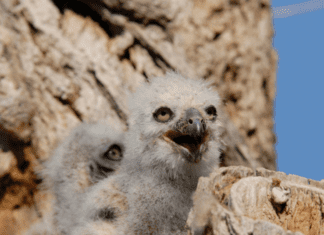Baby Owl – What To Do If You Come Across A Baby Owlet Baby Owl