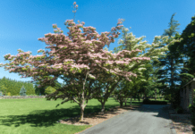 Amazing Chinese Fringe Tree Information Plus Care Tips Chinese Fringe Tree